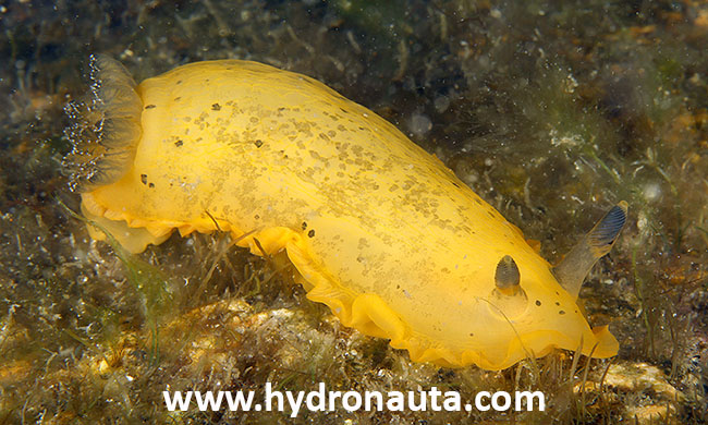 Dendrodoris limbata